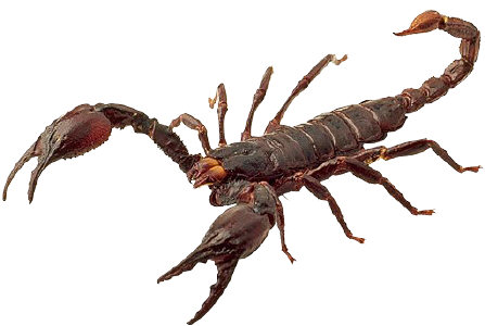 Aren't scorpions terribly poisonous?